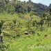 rice_ubud_h_0027_bal0842.jpg